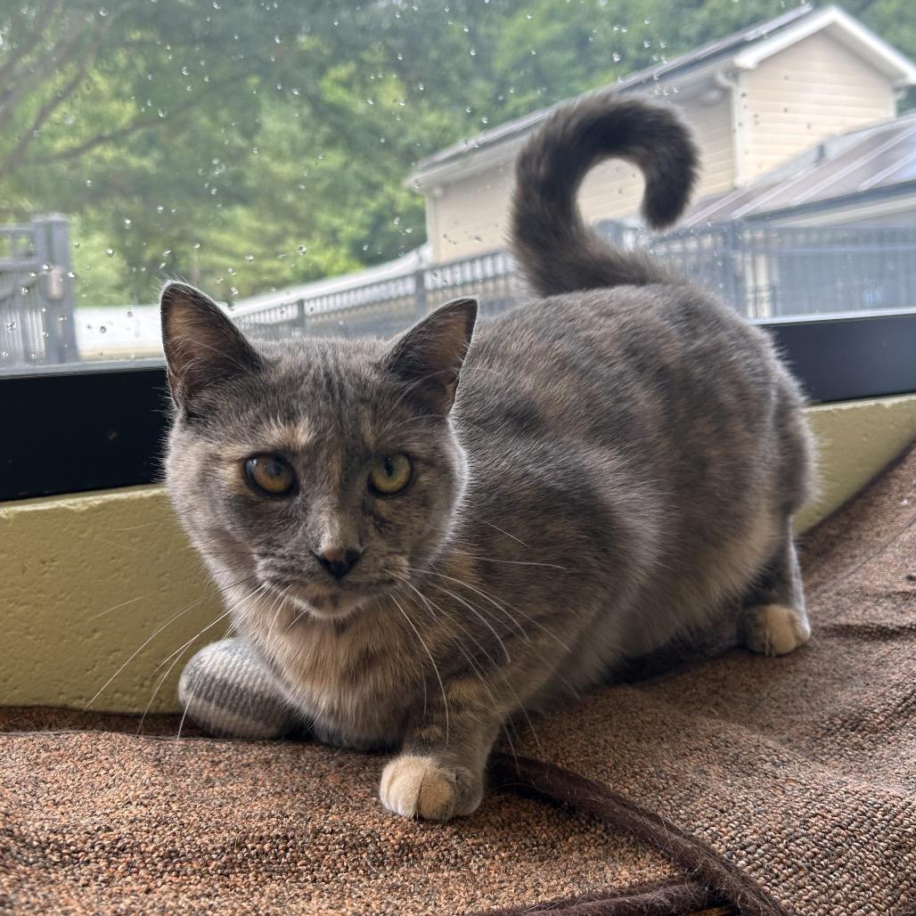 Marnie, a Adoptable Domestic Short Hair in Charlottesville, VA image 6/6