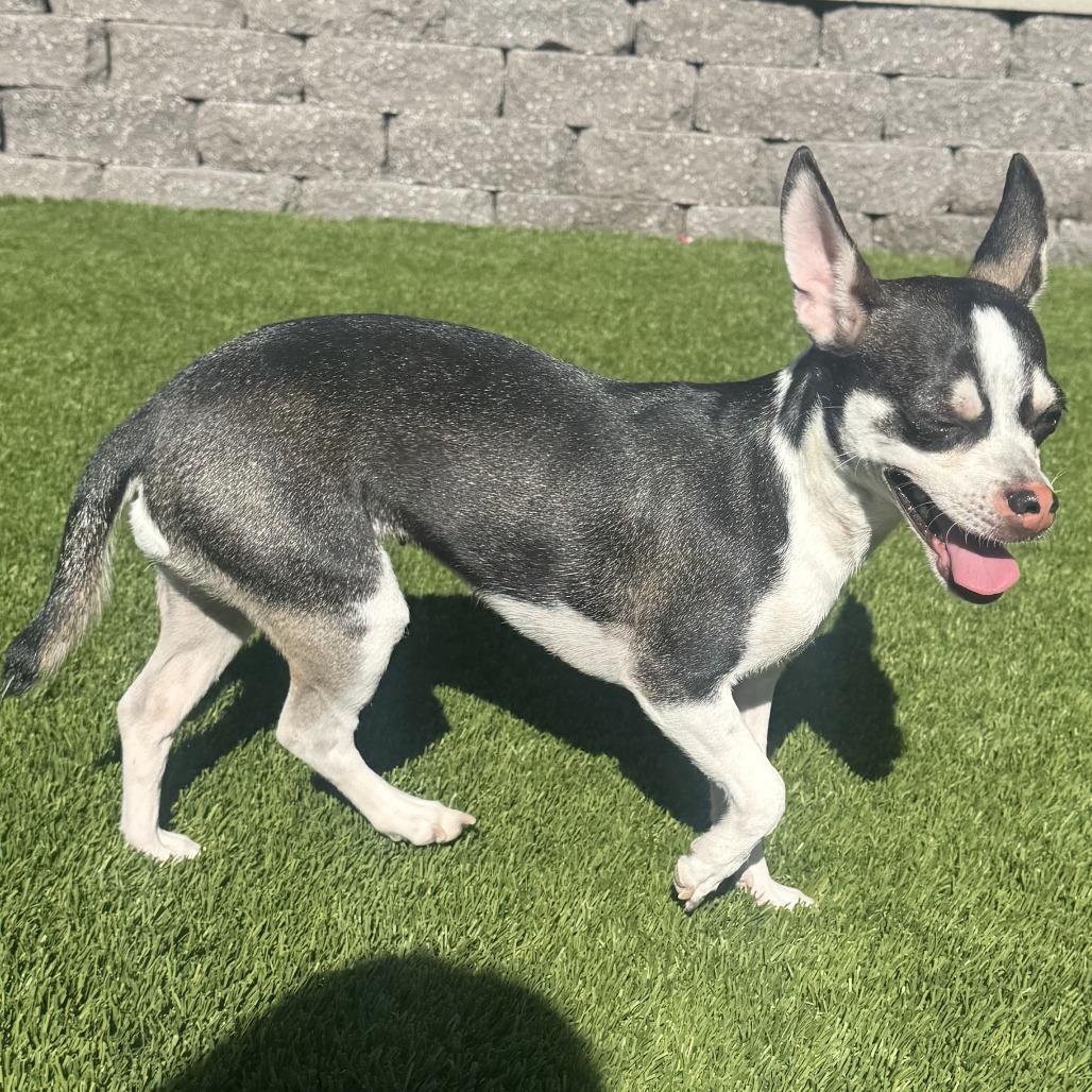 Manana, Adoptable, Adult Female Chihuahua.