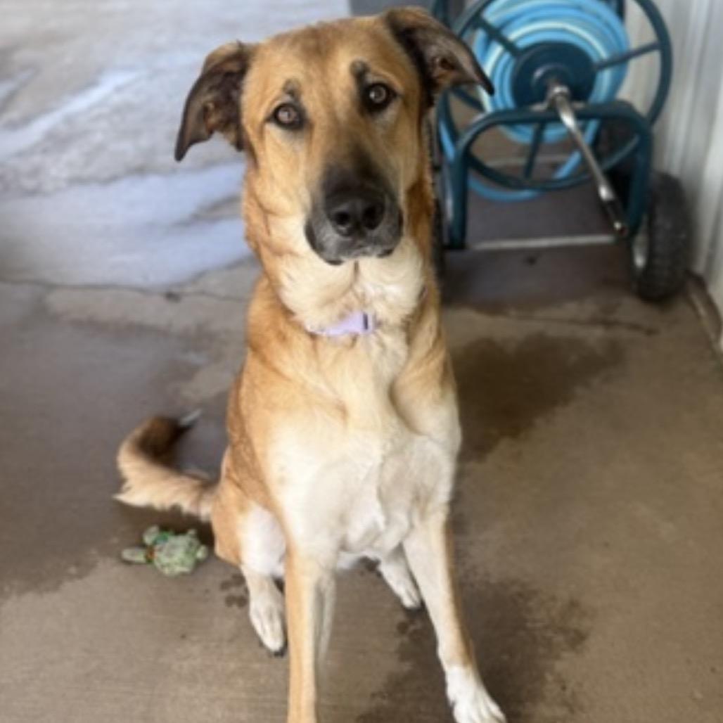 Enlarge Pandora, a Adoptable mixed breed in Collinsville , OK image 1/1