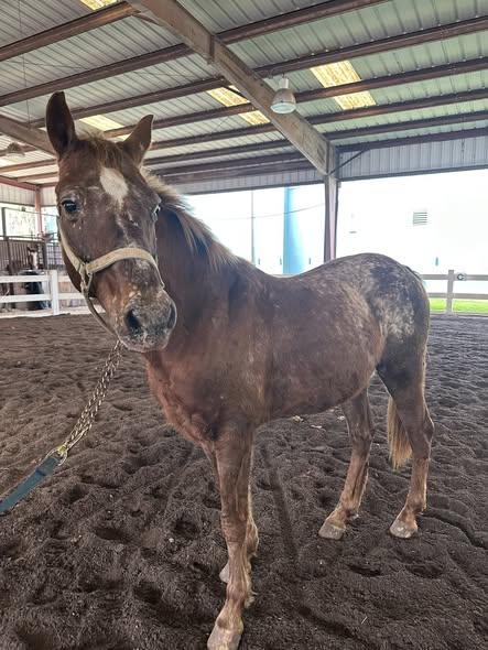 Enlarge Rummy, an adopted Grade in Mount Hermon, LA image 1/1