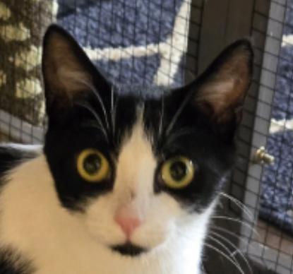 Enlarge Cleo, a ADOPTABLE Domestic Short Hair in Milwaukee, WI image 1/1