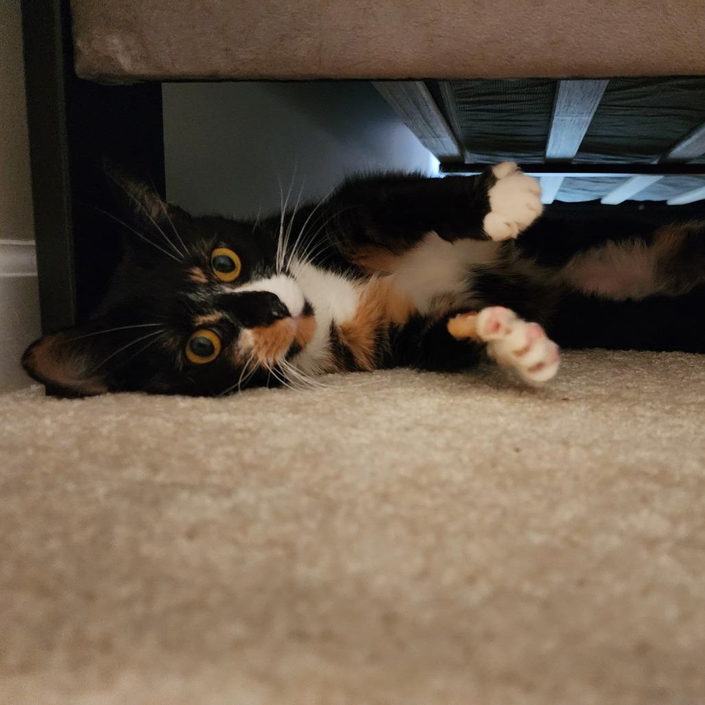 Lacey, Adoptable, Adult Female Domestic Short Hair.