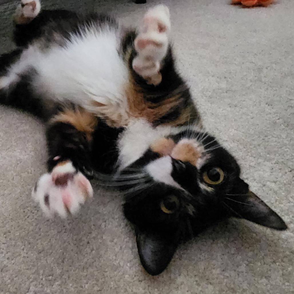 Lacey, a Adoptable Domestic Short Hair in Fredericksburg, VA image 2/6