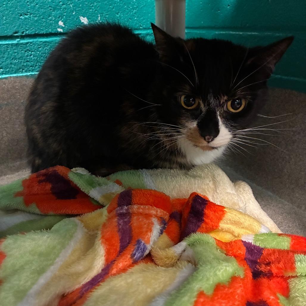 Lacey, Adoptable, Adult Female Domestic Short Hair.
