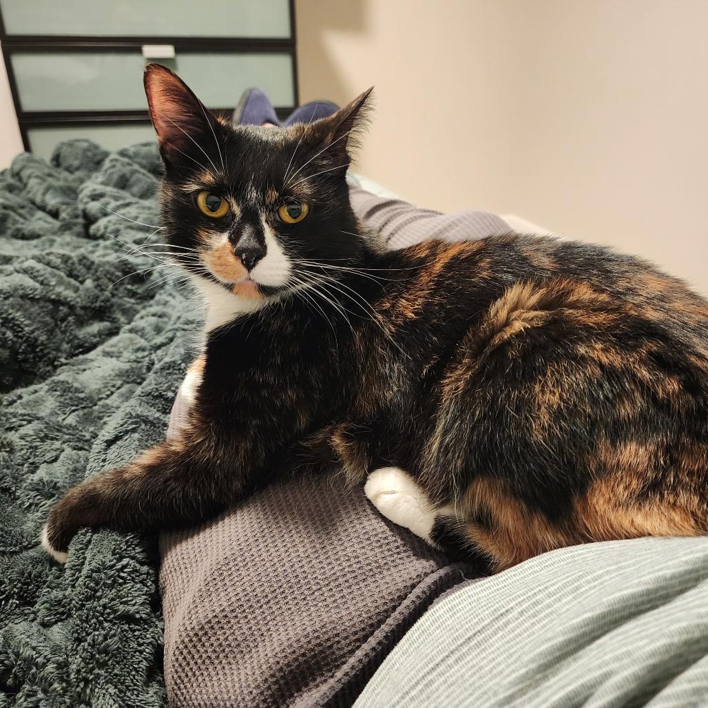 Lacey, a Adoptable Domestic Short Hair in Fredericksburg, VA image 3/6