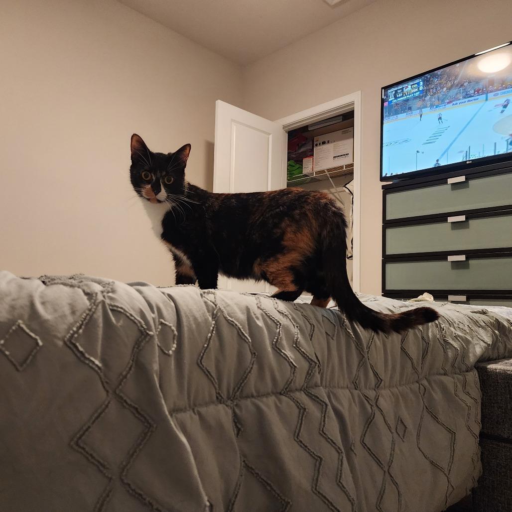 Lacey, a Adoptable Domestic Short Hair in Fredericksburg, VA image 4/6