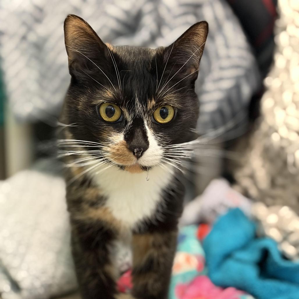 Enlarge Lacey, a Adoptable Domestic Short Hair in Fredericksburg, VA image 2/2