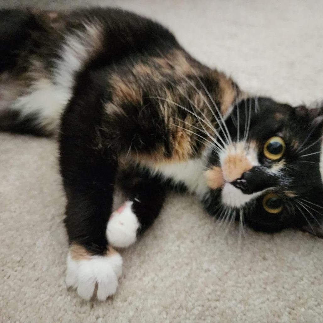 Lacey, a Adoptable Domestic Short Hair in Fredericksburg, VA image 6/6