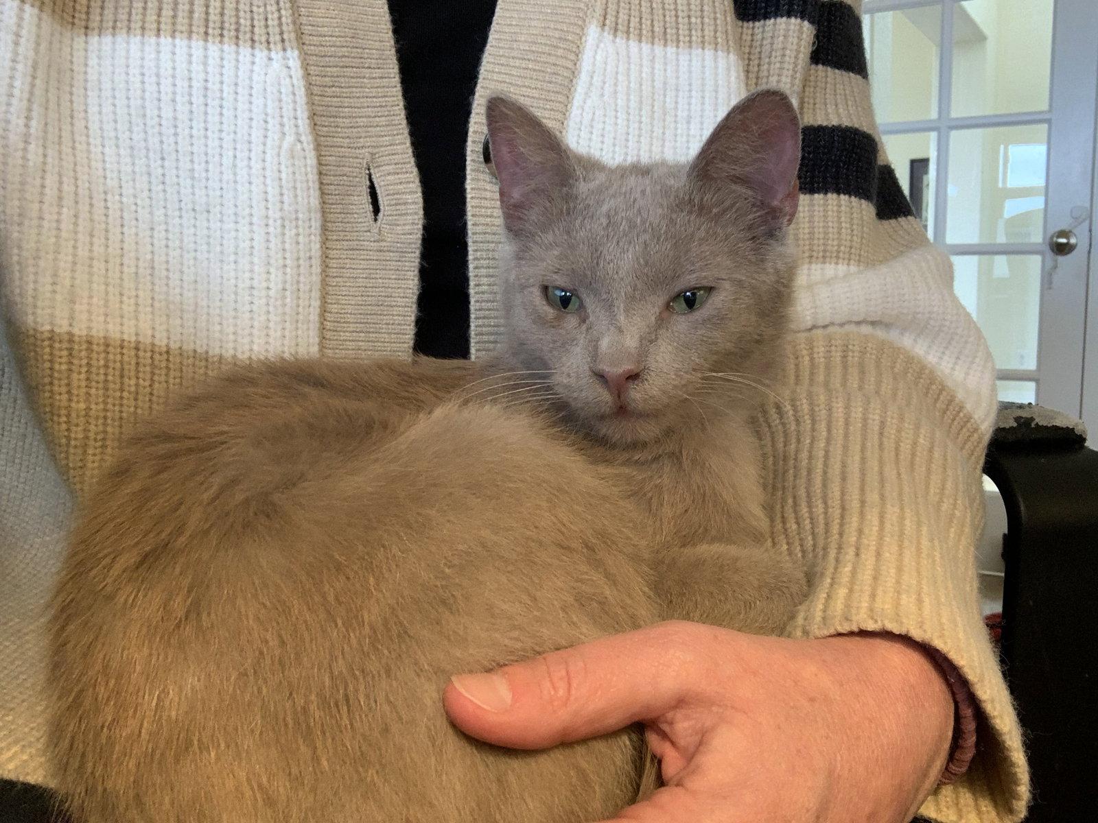 Enlarge Sable, a Adopted Domestic Short Hair in Aurora, CO image 1/3