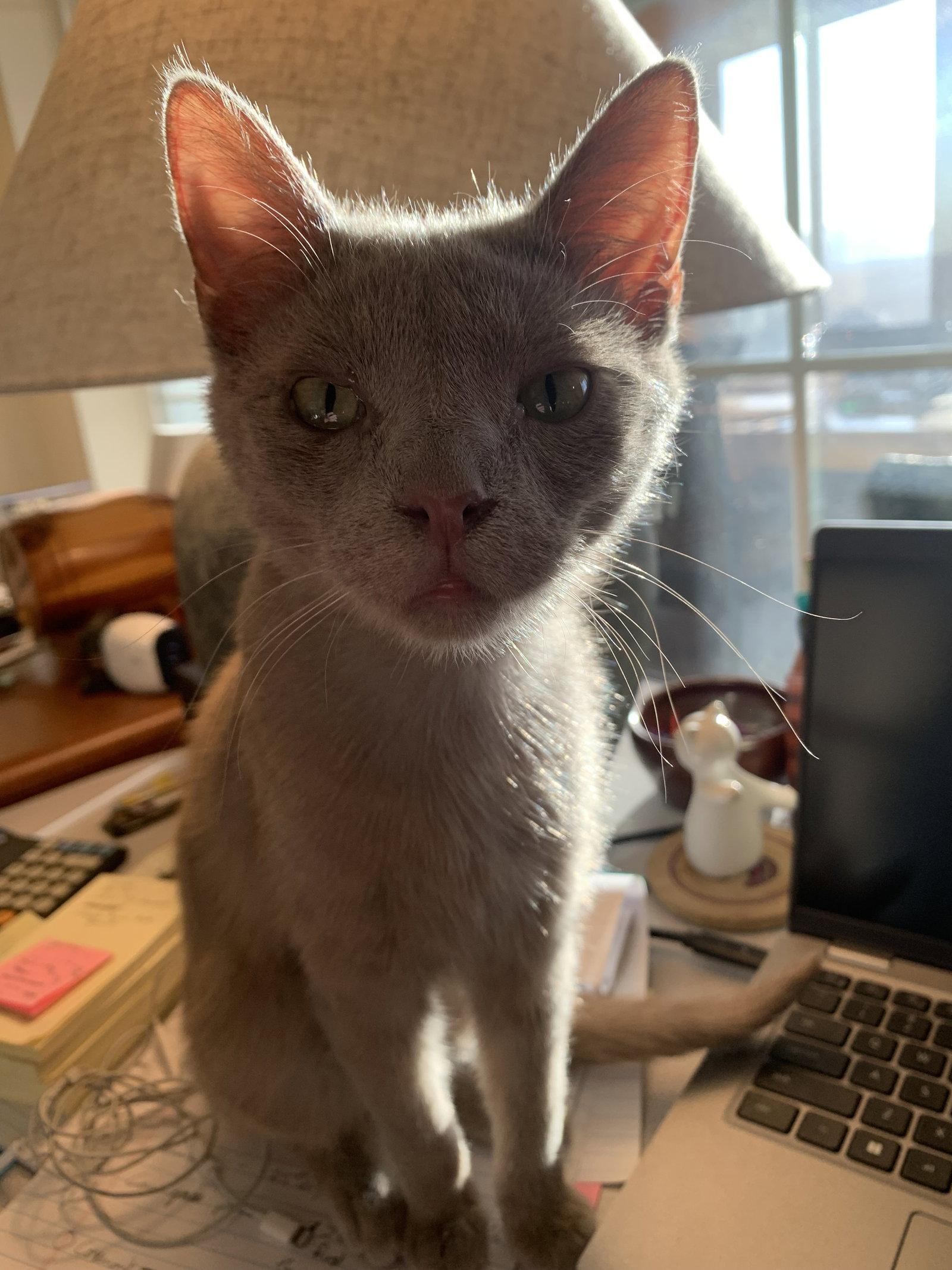 Enlarge Sable, a Adopted Domestic Short Hair in Aurora, CO image 3/3