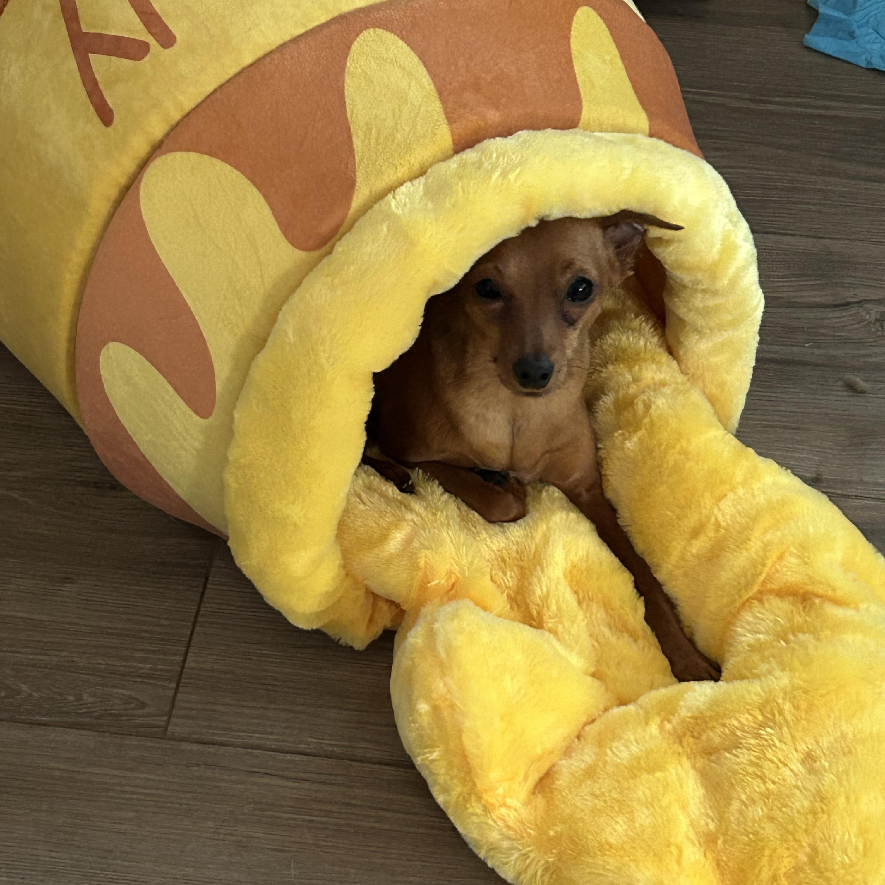 Enlarge Lucy, a Adoptable Miniature Pinscher in Chickasha, OK image 1/2