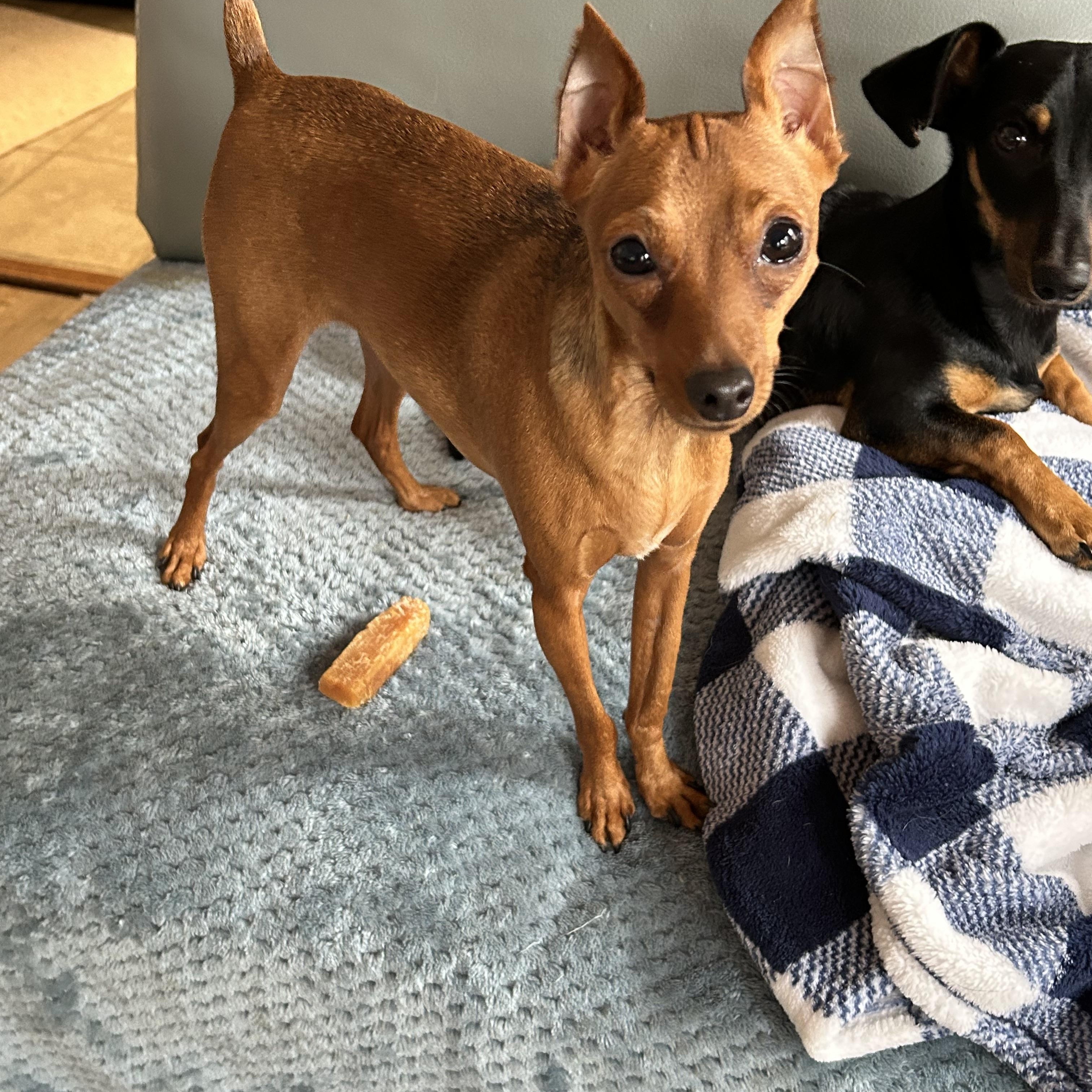 Enlarge Lucy, a Adoptable Miniature Pinscher in Chickasha, OK image 2/2