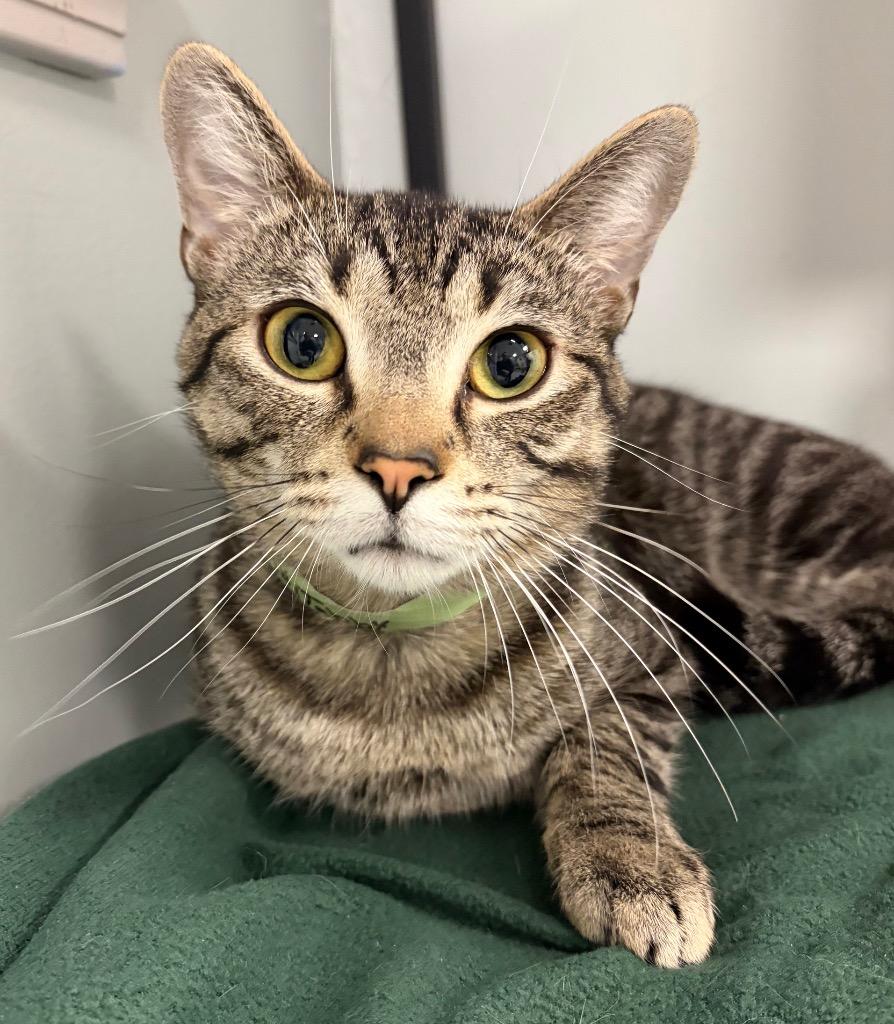 Tanzanite, a Adoptable mixed breed in Huntington, IN image 1/2