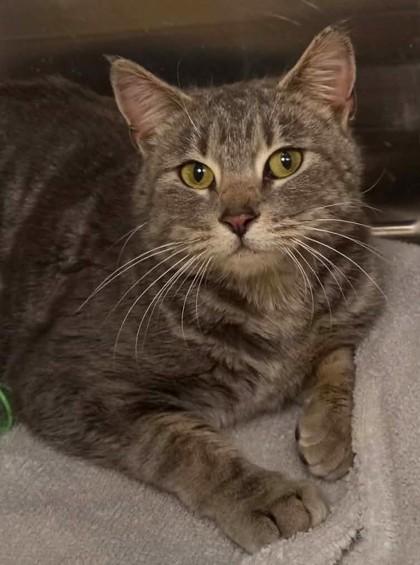 Enlarge Elsa, an adopted mixed breed in Waupaca, WI image 1/1