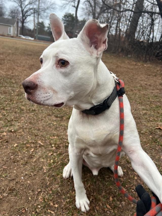 Enlarge Courtesy Post - Dominic, a Adoptable American Staffordshire Terrier in Waterbury, CT image 1/4