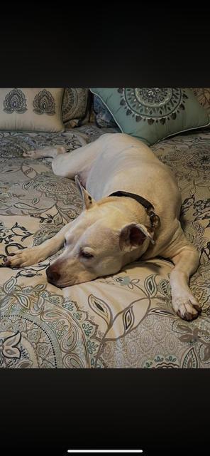 Enlarge Courtesy Post - Dominic, a Adoptable American Staffordshire Terrier in Waterbury, CT image 2/4