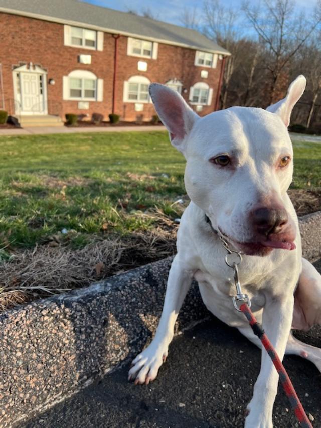 Enlarge Courtesy Post - Dominic, a Adoptable American Staffordshire Terrier in Waterbury, CT image 3/4