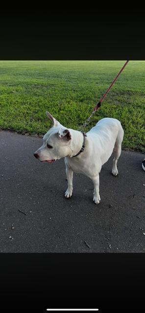 Enlarge Courtesy Post - Dominic, a Adoptable American Staffordshire Terrier in Waterbury, CT image 4/4