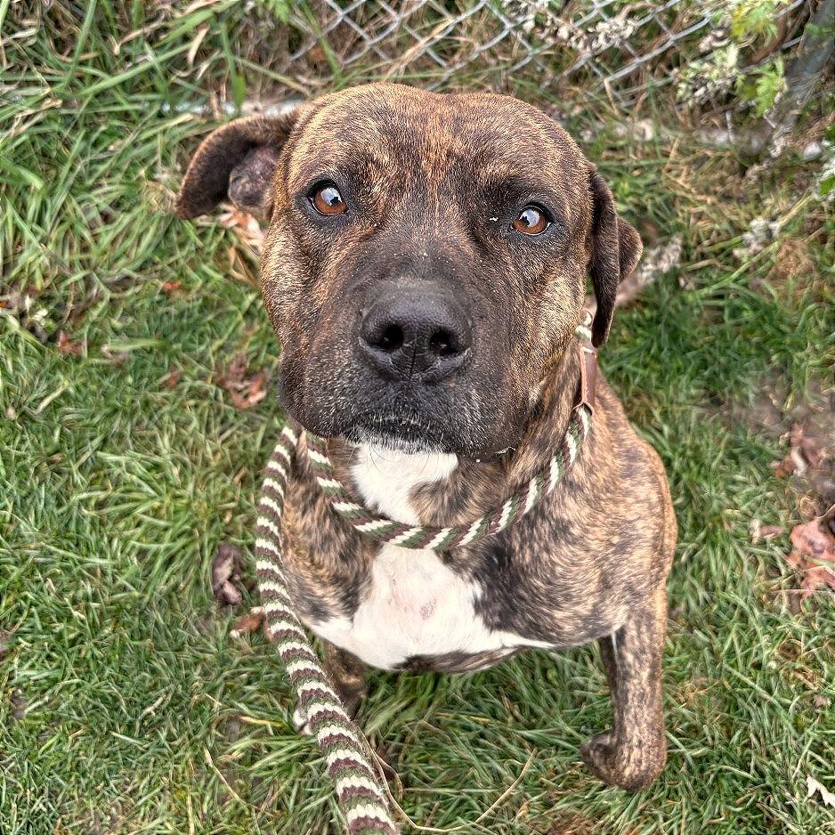 Enlarge Stuart, a Adoptable mixed breed in Binghamton, NY image 1/6