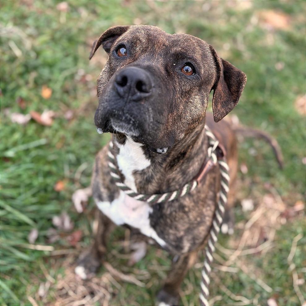 Stuart, Adoptable, Adult Male Mixed Breed.