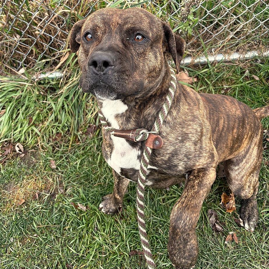 Enlarge Stuart, a Adoptable mixed breed in Binghamton, NY image 6/6