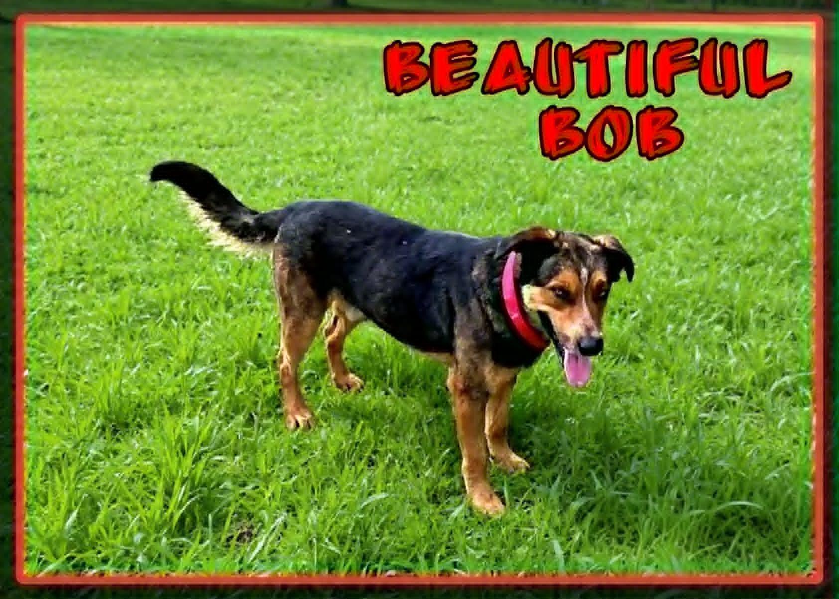 Bob, a ADOPTABLE mixed breed in Grove, OK image 3/4