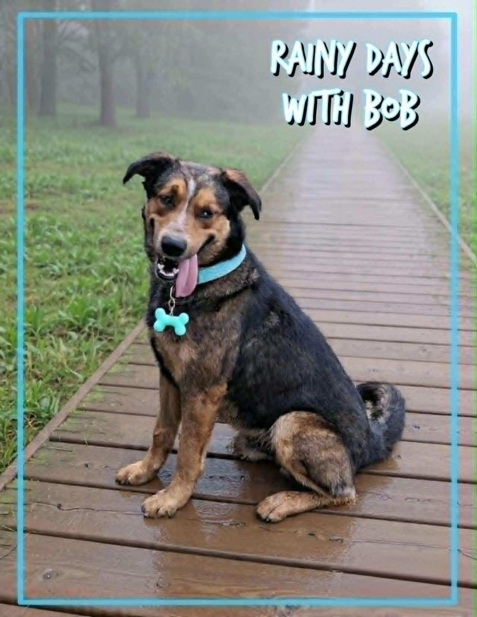Bob, a ADOPTABLE mixed breed in Grove, OK image 2/4