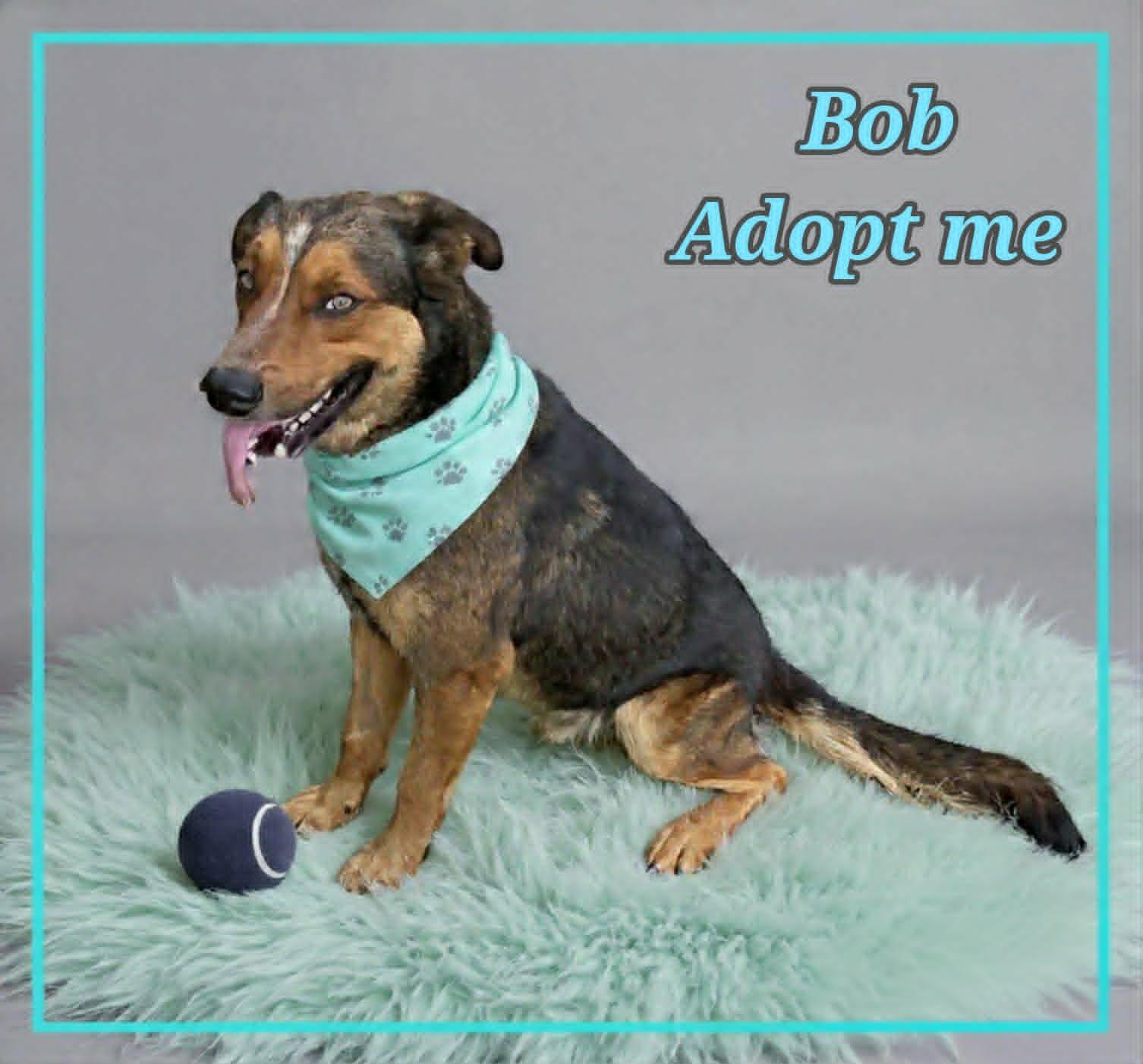 Bob, a ADOPTABLE mixed breed in Grove, OK image 4/4