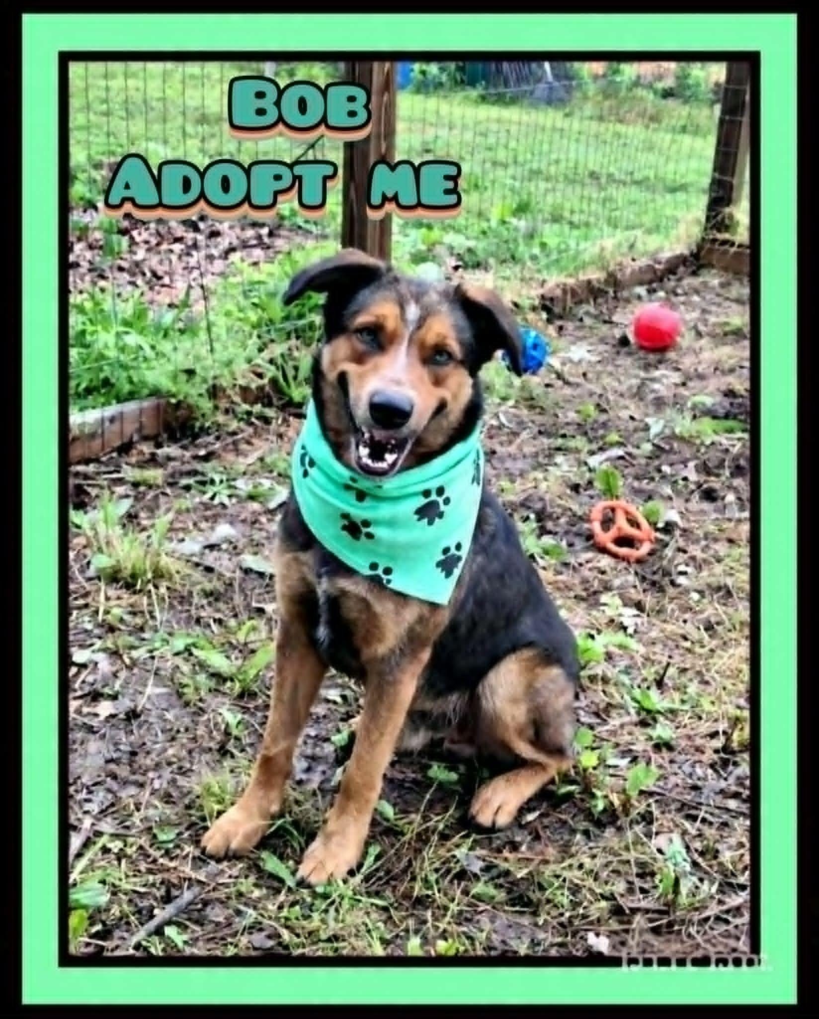 Bob, ADOPTABLE, Adult Male Australian Cattle Dog / Blue Heeler & German Shepherd Dog.