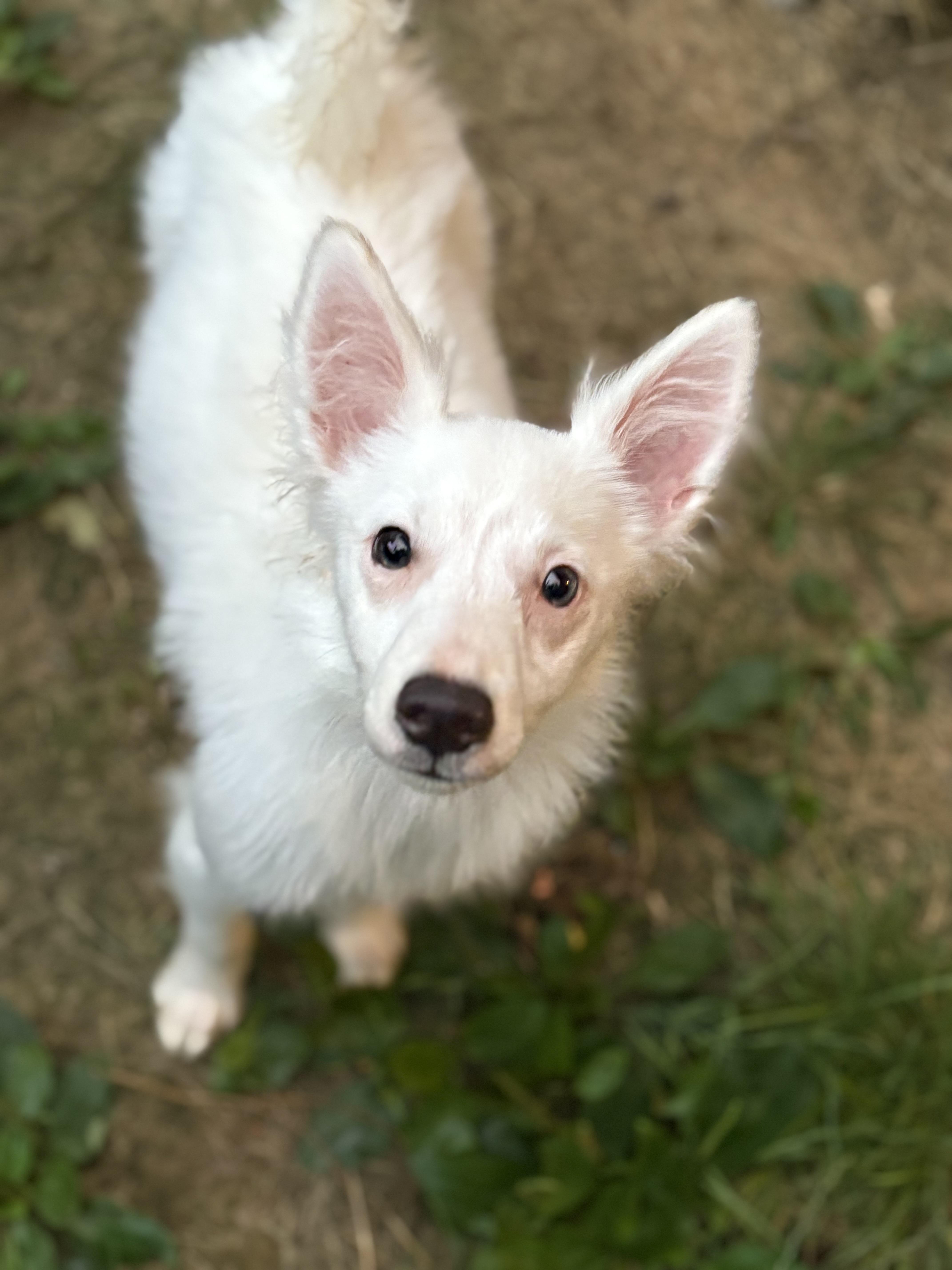 Dexter, Adopted, Young Male American Eskimo Dog.