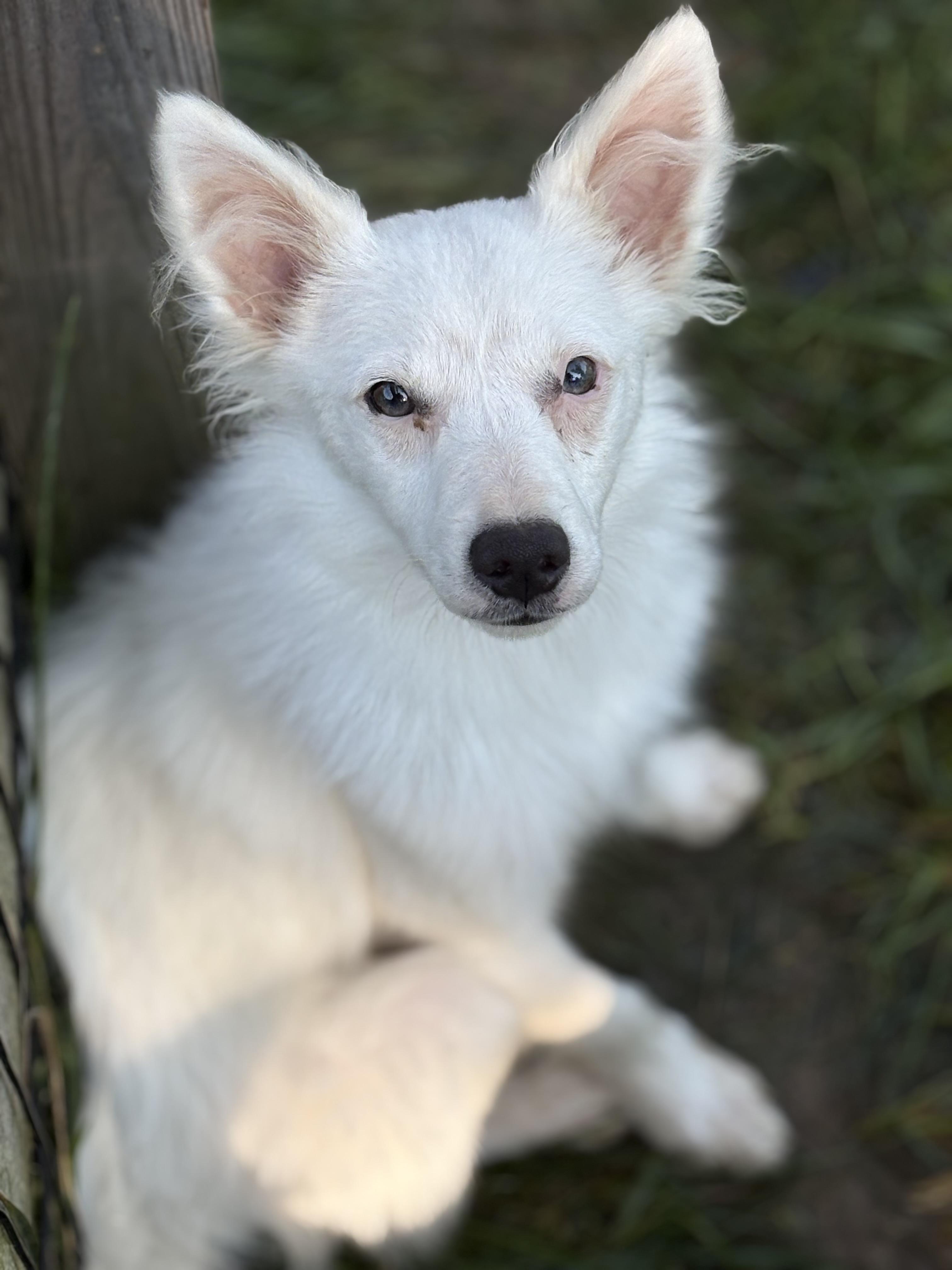 Enlarge Dexter, a Adopted American Eskimo Dog in Peebles, OH image 2/6