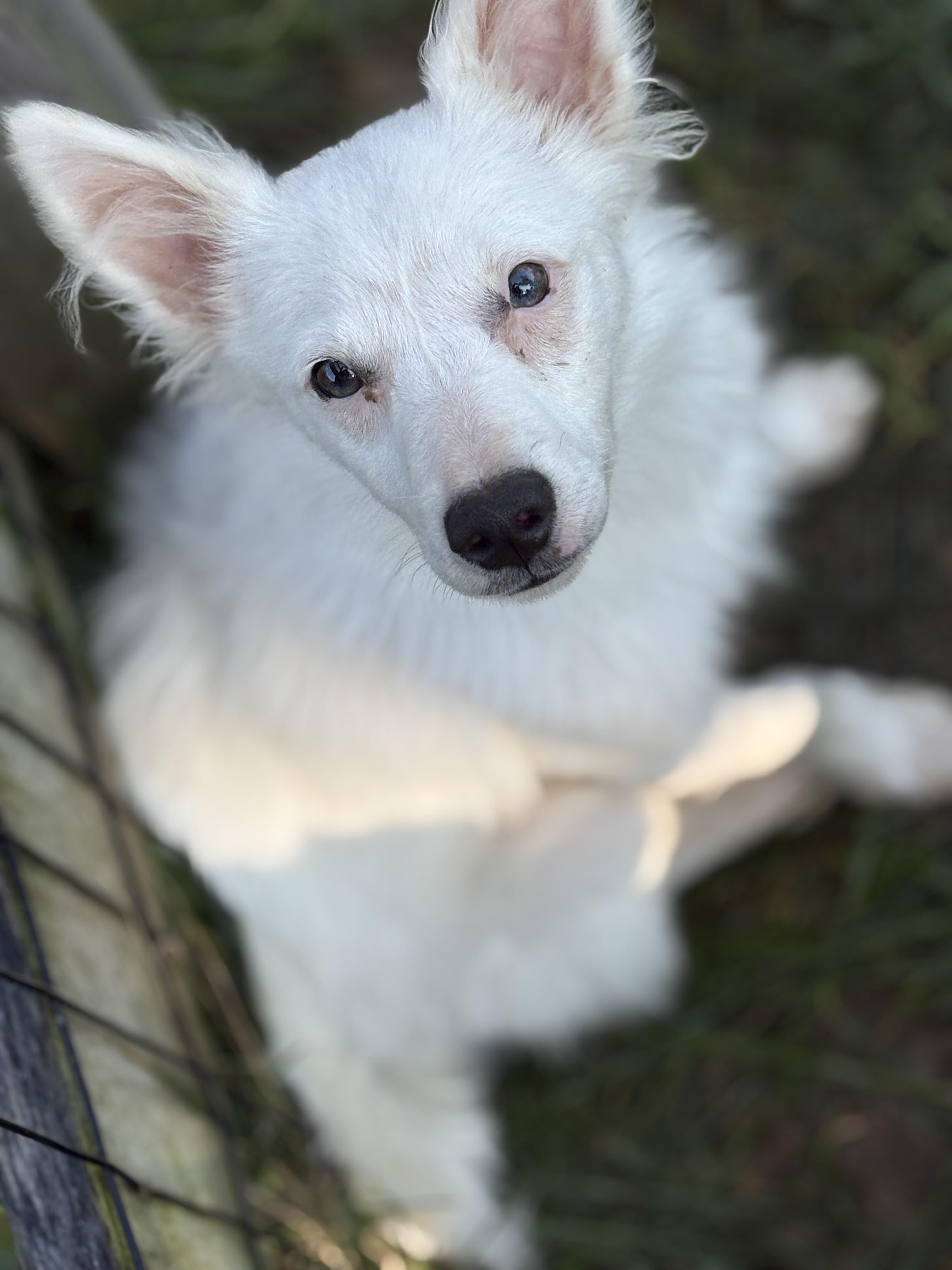 Enlarge Dexter, a Adopted American Eskimo Dog in Peebles, OH image 3/6