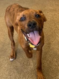 Shrimp Chip, Young Male Boxer