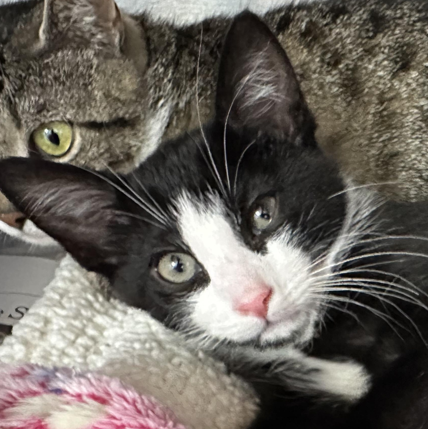 Samson, a ADOPTABLE Domestic Short Hair in Clifton, NJ image 3/5