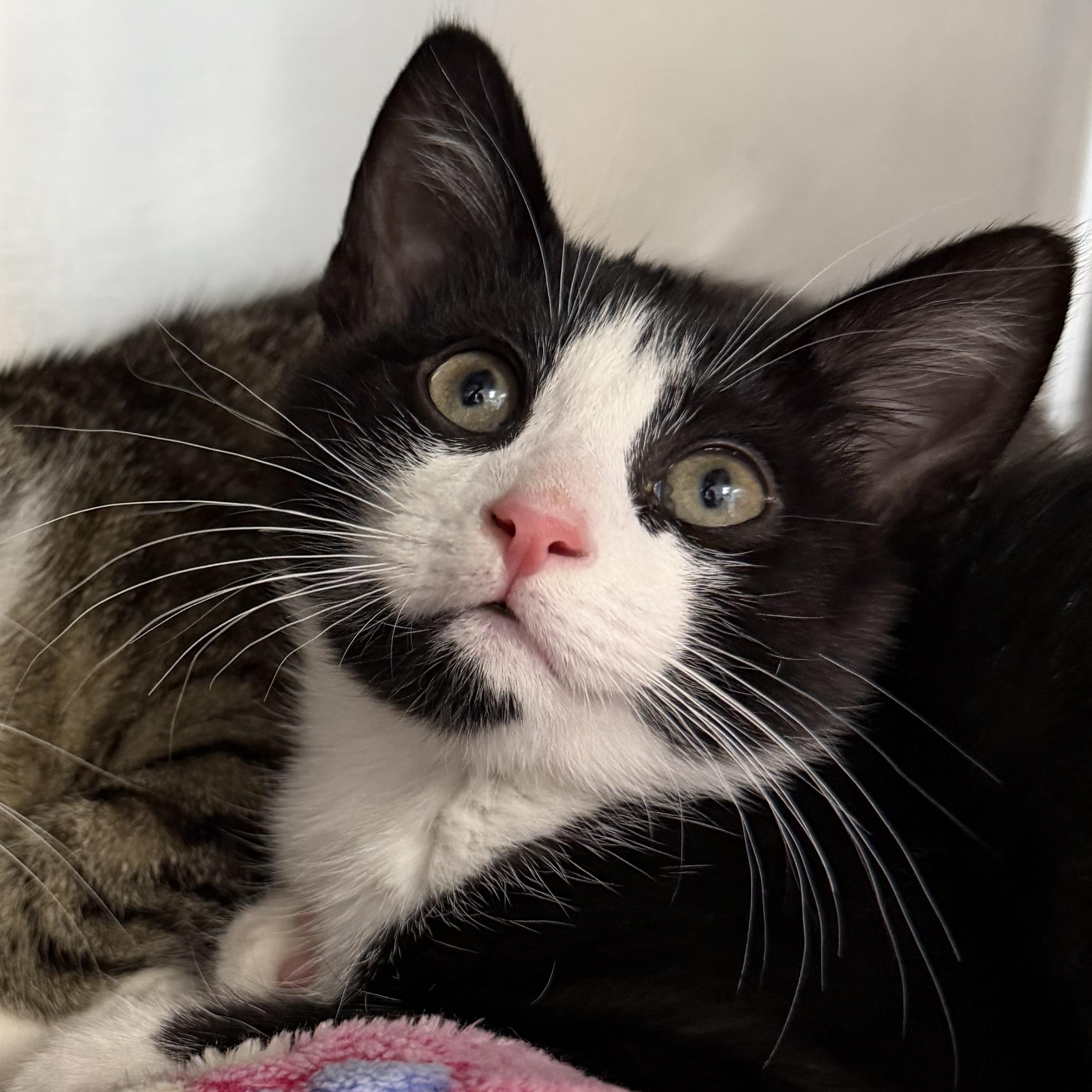 Samson, a ADOPTABLE Domestic Short Hair in Clifton, NJ image 1/5