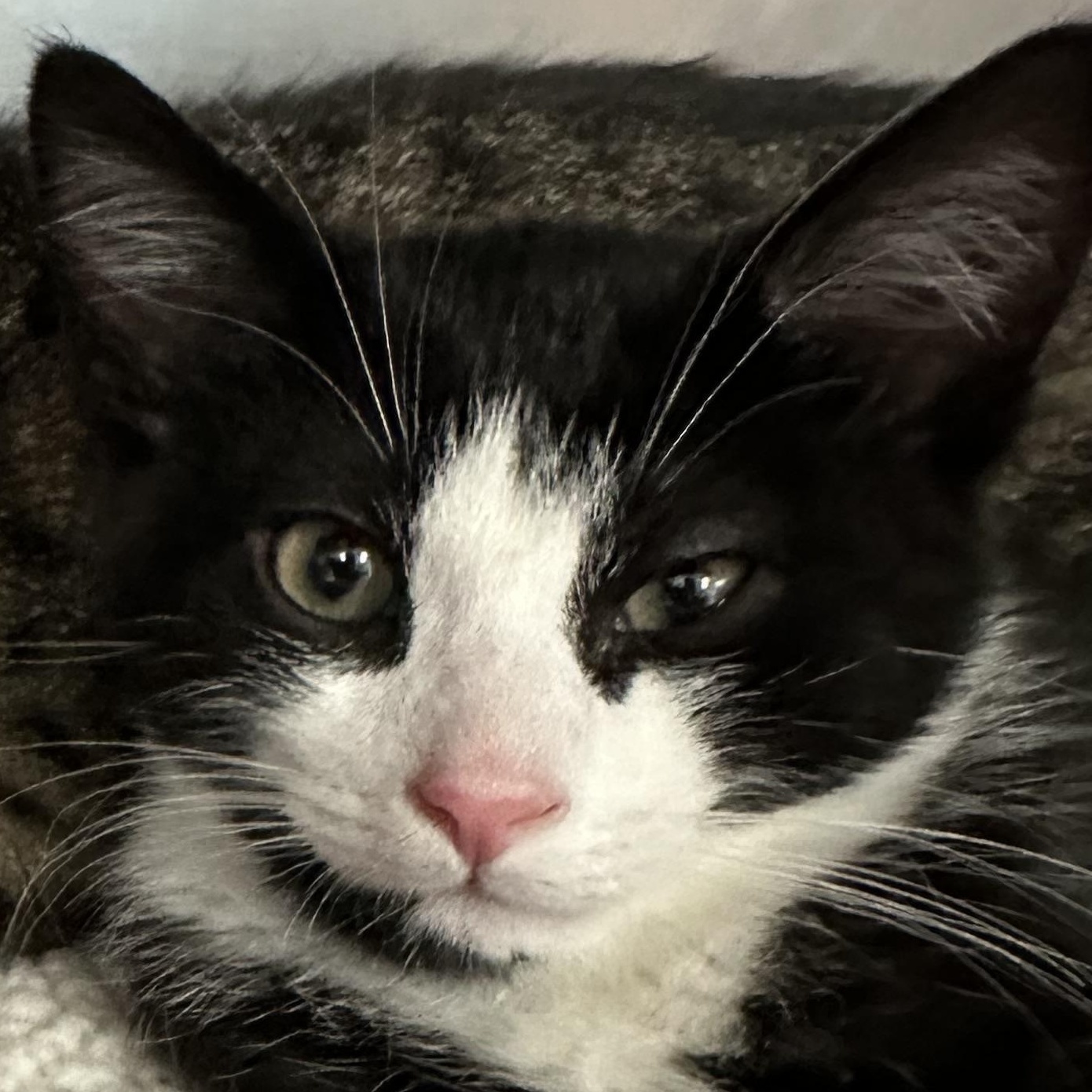 Samson, a ADOPTABLE Domestic Short Hair in Clifton, NJ image 2/5