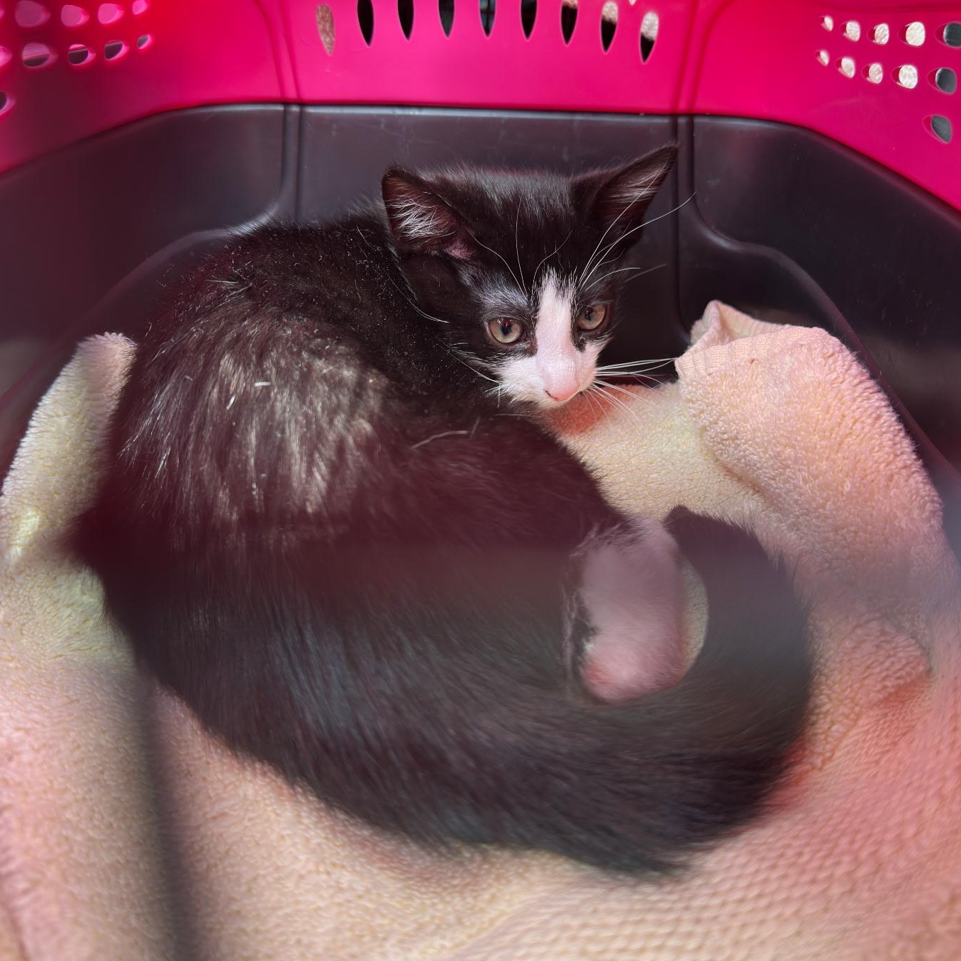 Samson, a ADOPTABLE Domestic Short Hair in Clifton, NJ image 5/5
