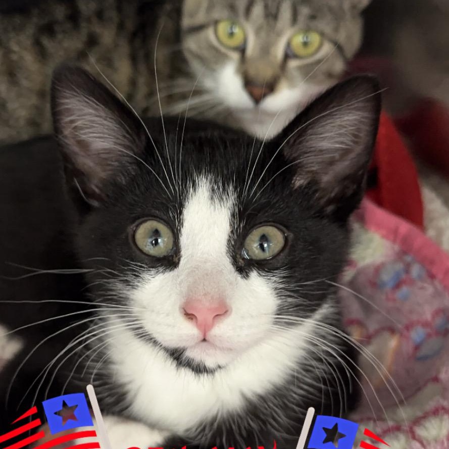 Samson, a ADOPTABLE Domestic Short Hair in Clifton, NJ image 4/5
