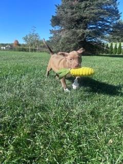 Wolcott, Adoptable, Puppy Male Pit Bull Terrier & Mixed Breed.