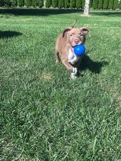 Enlarge Wolcott, a Adoptable mixed breed in Westland, MI image 2/3