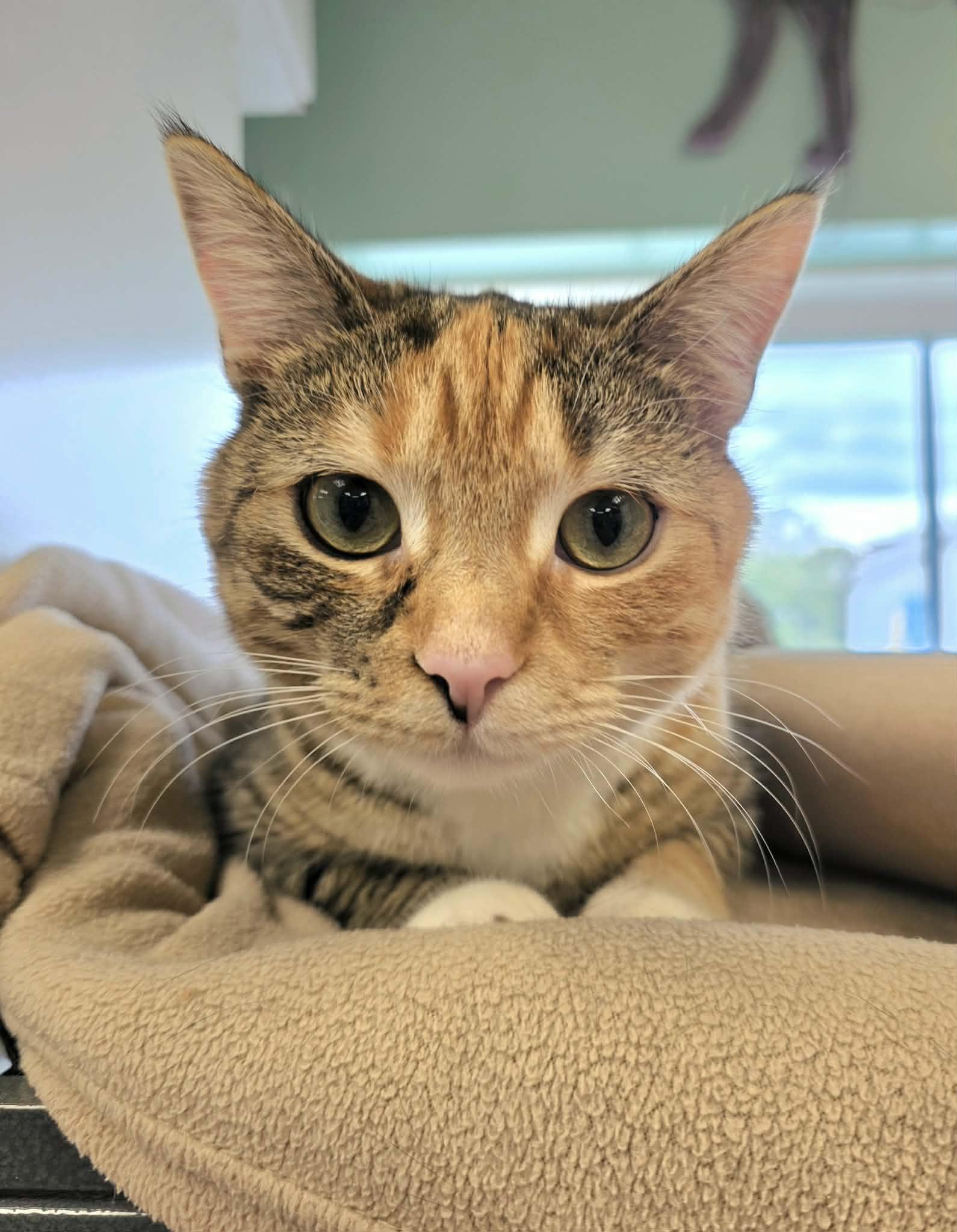 Enlarge Ginger, an adopted Domestic Short Hair in Oak Ridge, TN image 3/4