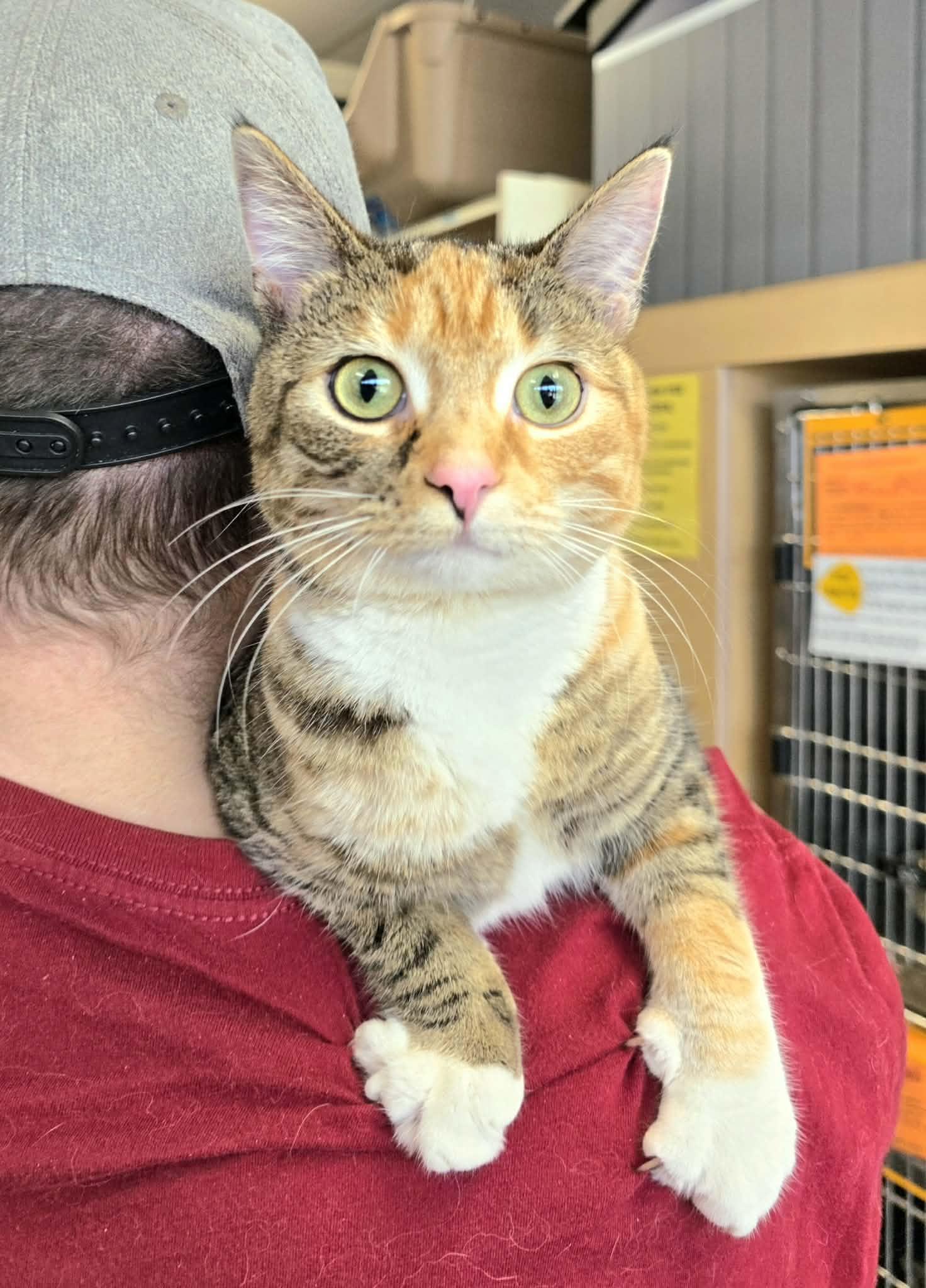 Enlarge Ginger, an adopted Domestic Short Hair in Oak Ridge, TN image 2/4