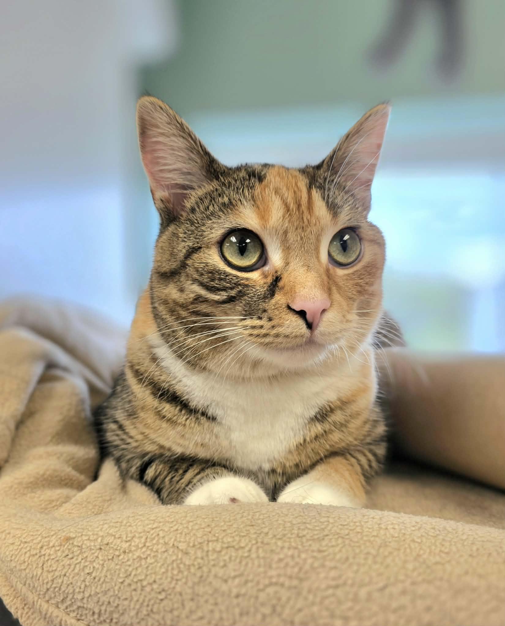 Enlarge Ginger, an adopted Domestic Short Hair in Oak Ridge, TN image 1/4