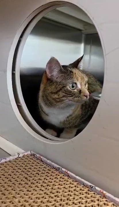 Enlarge Ginger, an adopted Domestic Short Hair in Oak Ridge, TN video 4/4