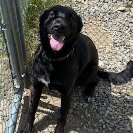 Willow, a Adoptable Mixed Breed in Choteau, MT image 4/5