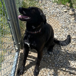 Willow, a Adoptable Mixed Breed in Choteau, MT image 5/5