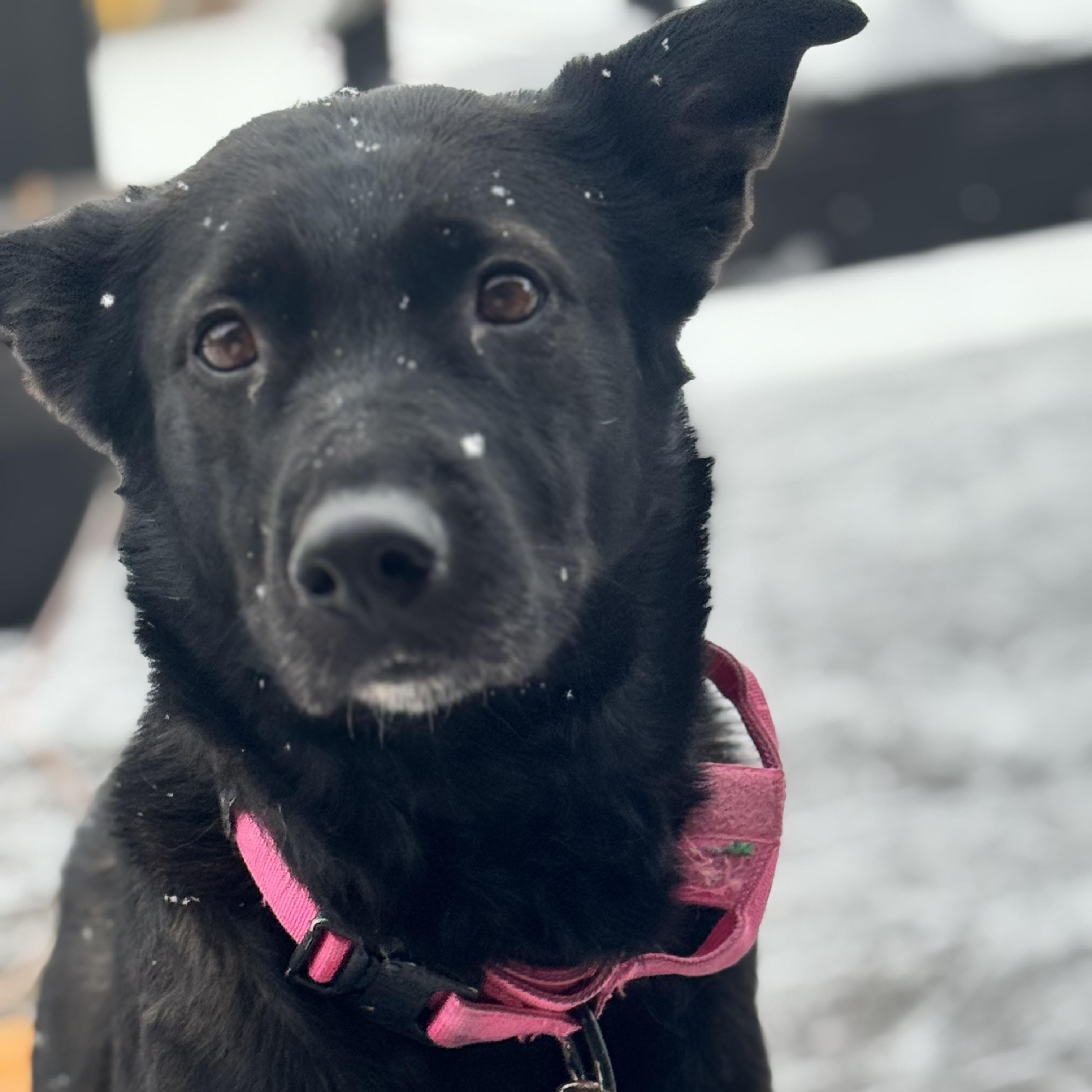 Willow, a Adoptable Mixed Breed in Choteau, MT image 3/5