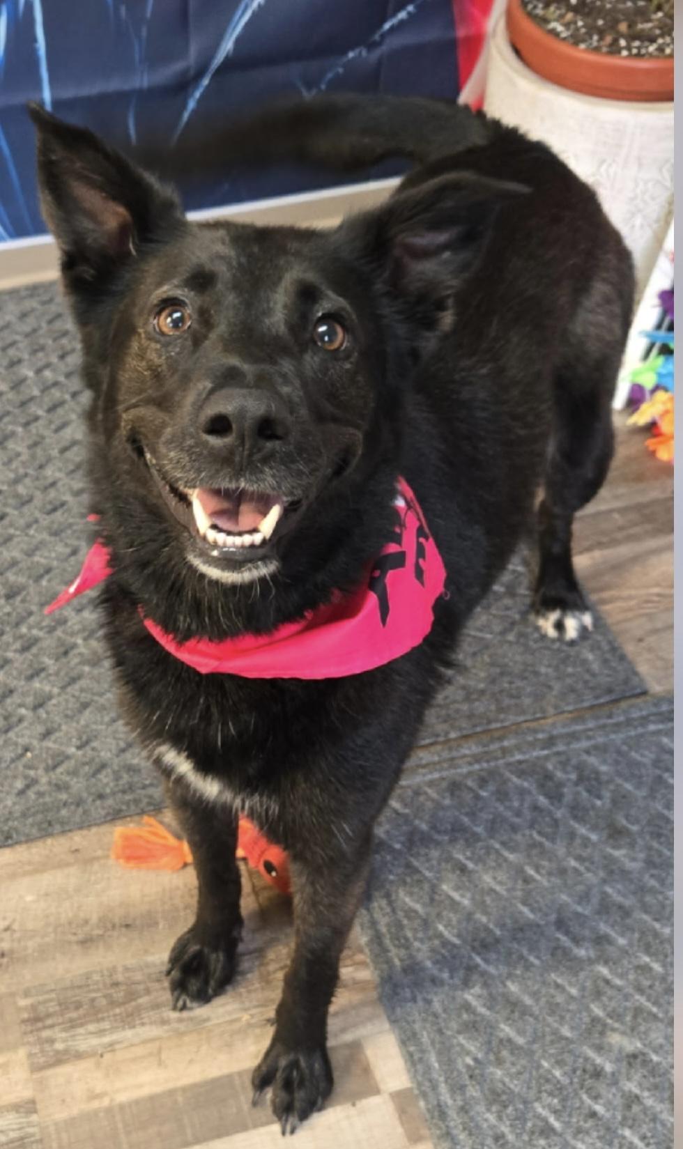 Willow, a Adoptable Mixed Breed in Choteau, MT image 2/5