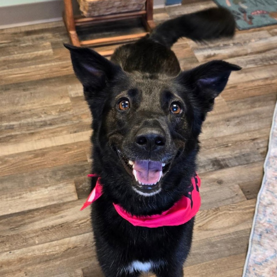 Willow, a Adoptable Mixed Breed in Choteau, MT image 1/5