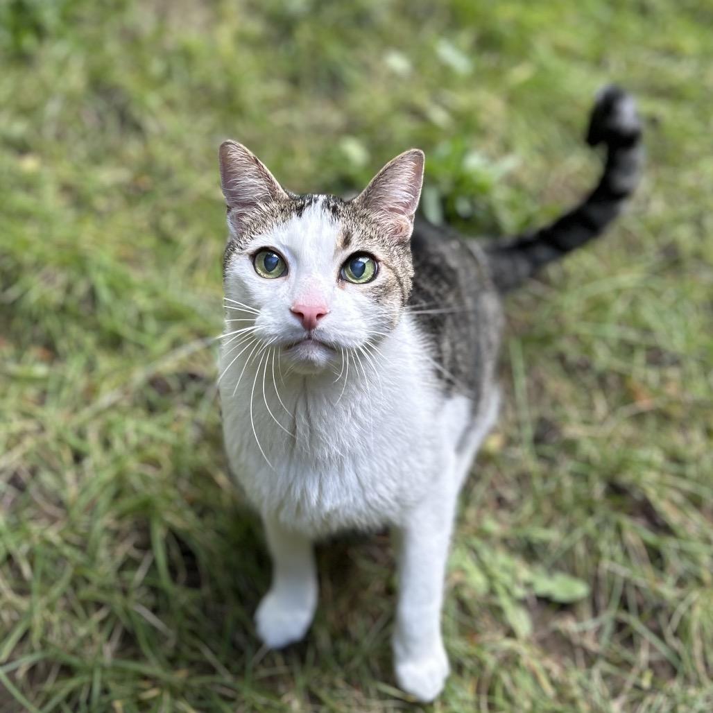 Link (Lincoln), a Adoptable mixed breed in Bountiful, UT image 2/6